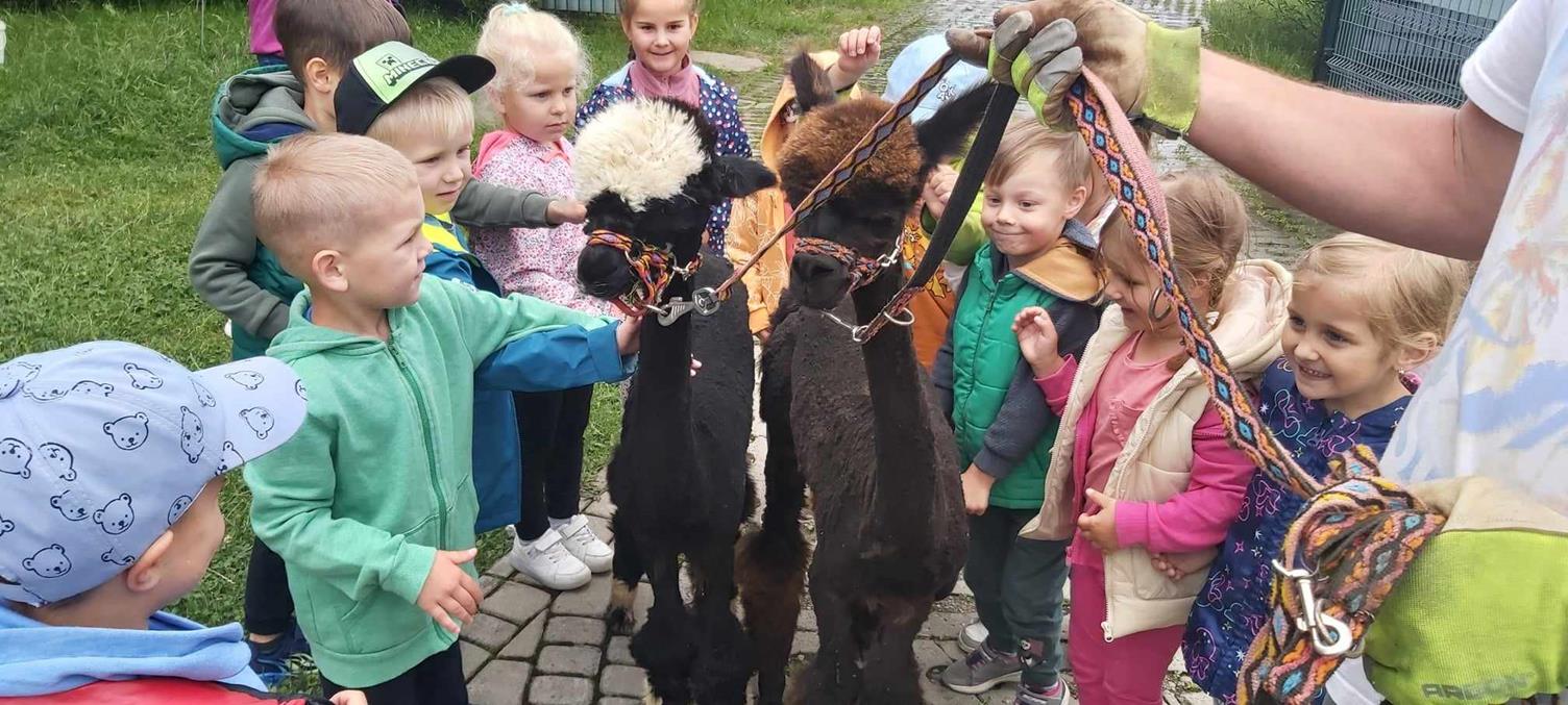 PRZEDSZKOLAKI W MINI ZOO ALPAKA